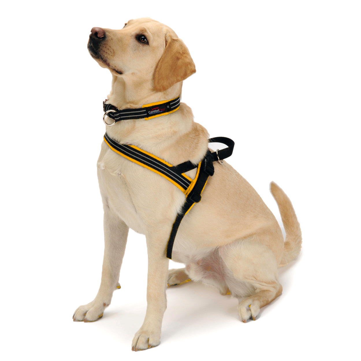 yellow martingale collar for dogs with yellow no rub dog harness