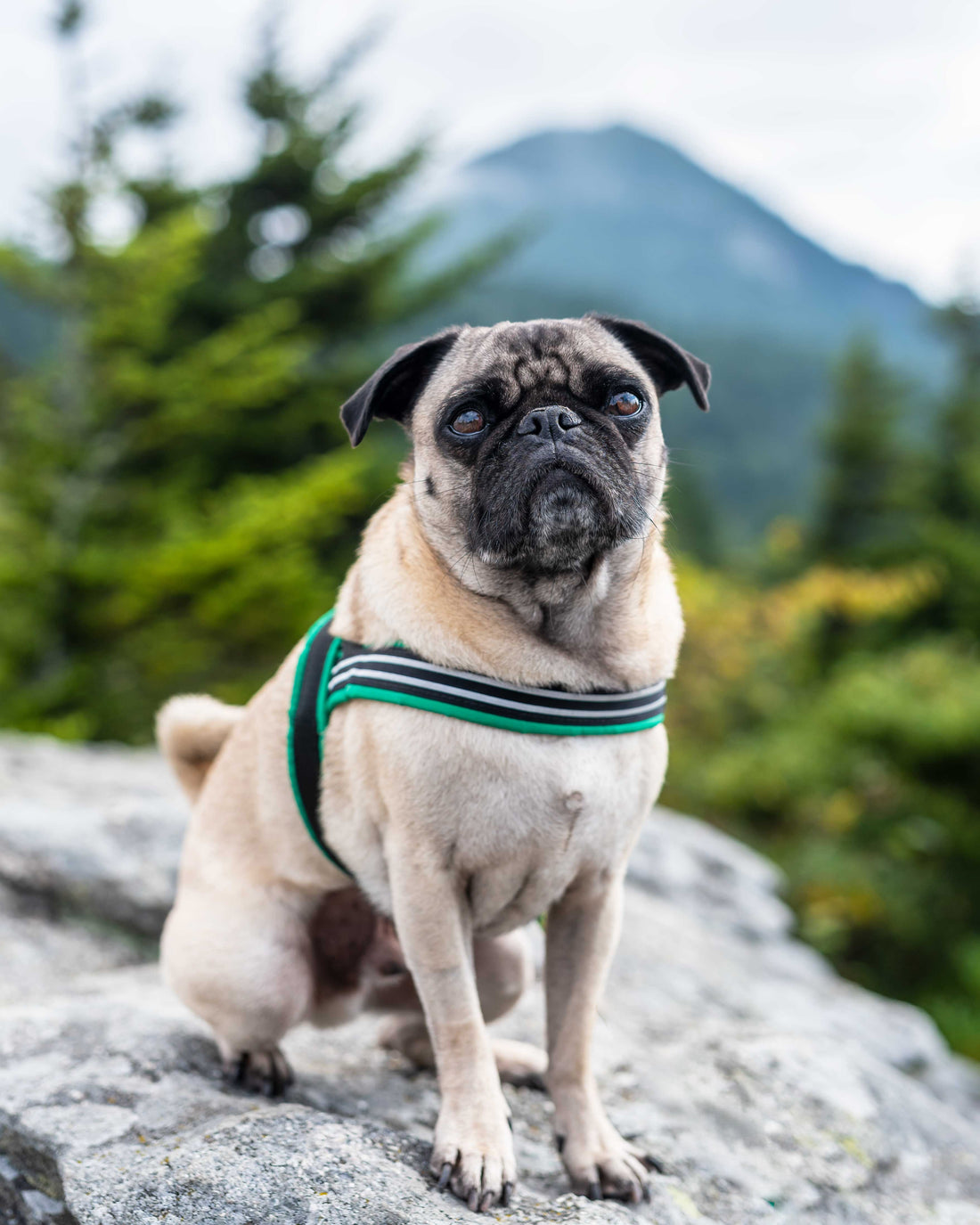 A Pug wearing a blue ComfortFlex Sport Harness on a mountain trail, showing the low-profile chest strap that prevents pressure on the trachea during outdoor activities