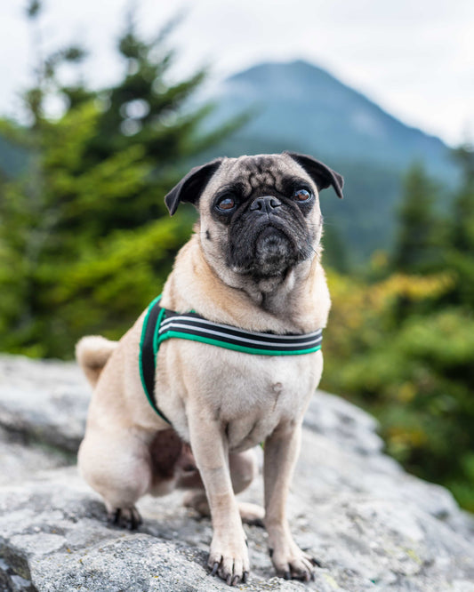 A Pug wearing a blue ComfortFlex Sport Harness on a mountain trail, showing the low-profile chest strap that prevents pressure on the trachea during outdoor activities