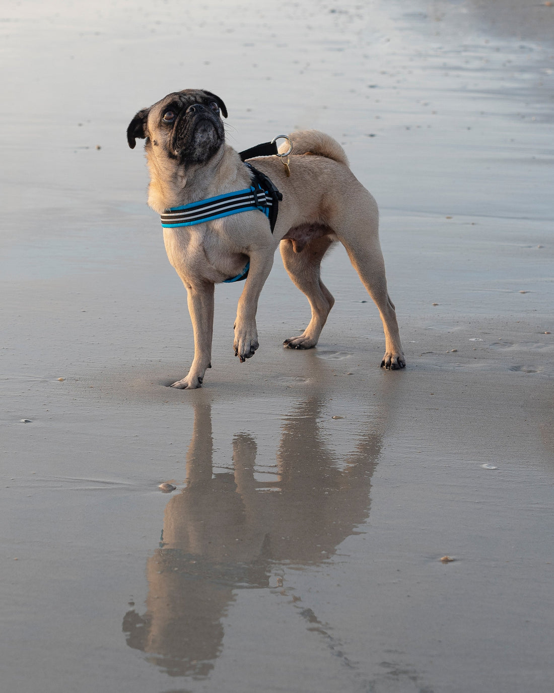 Pug wearing a blue ComfortFlex Sport Harness on a beach, showing the ergonomic no-choke fit for brachycephalic breeds.