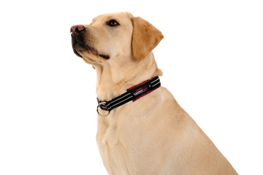Yellow Labrador wearing a ComfortFlex padded limited slip dog collar in Bordeaux red with reflective safety strips