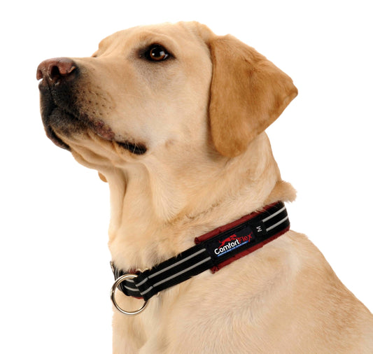 Labrador in a ComfortFlex Limited Slip Collar