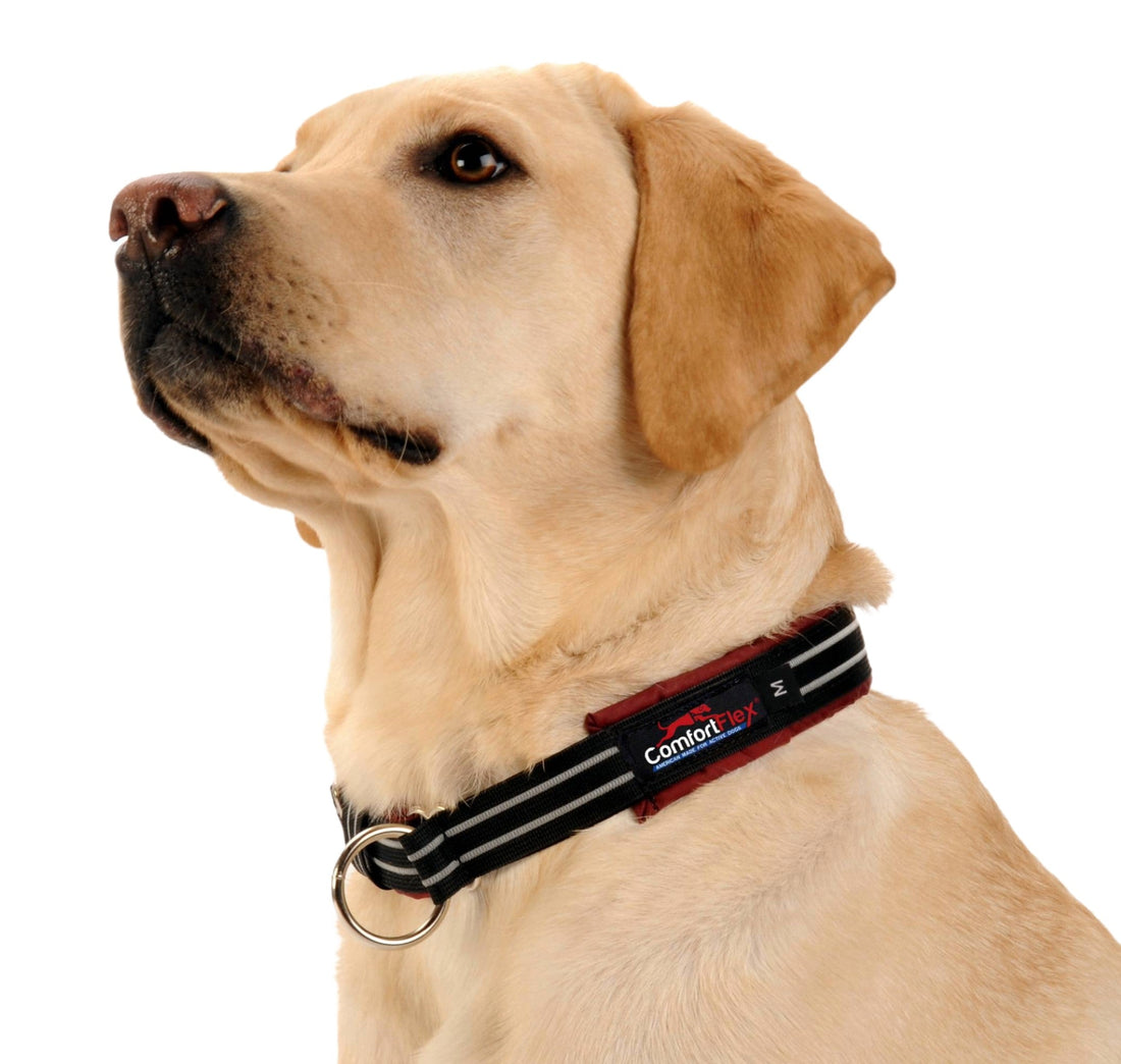 Yellow Labrador wearing a padded, escape-proof ComfortFlex Limited Slip dog collar.