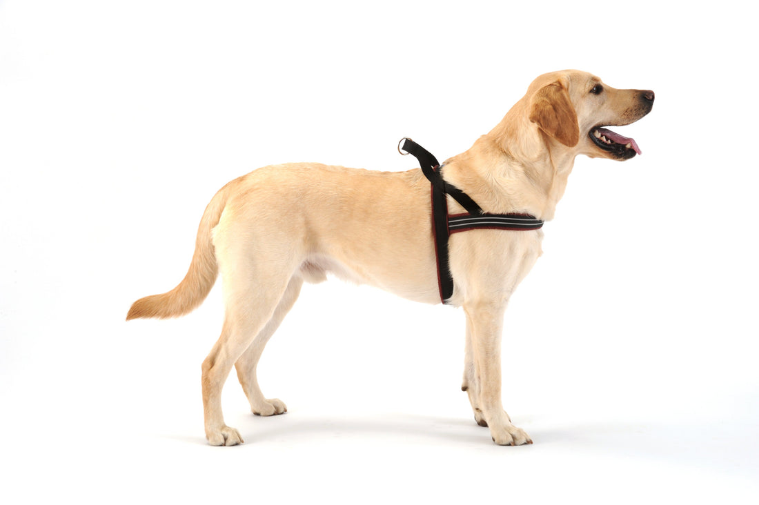 The American Standard: Why the ComfortFlex Sport is 2026’s Top No-Choke Harness