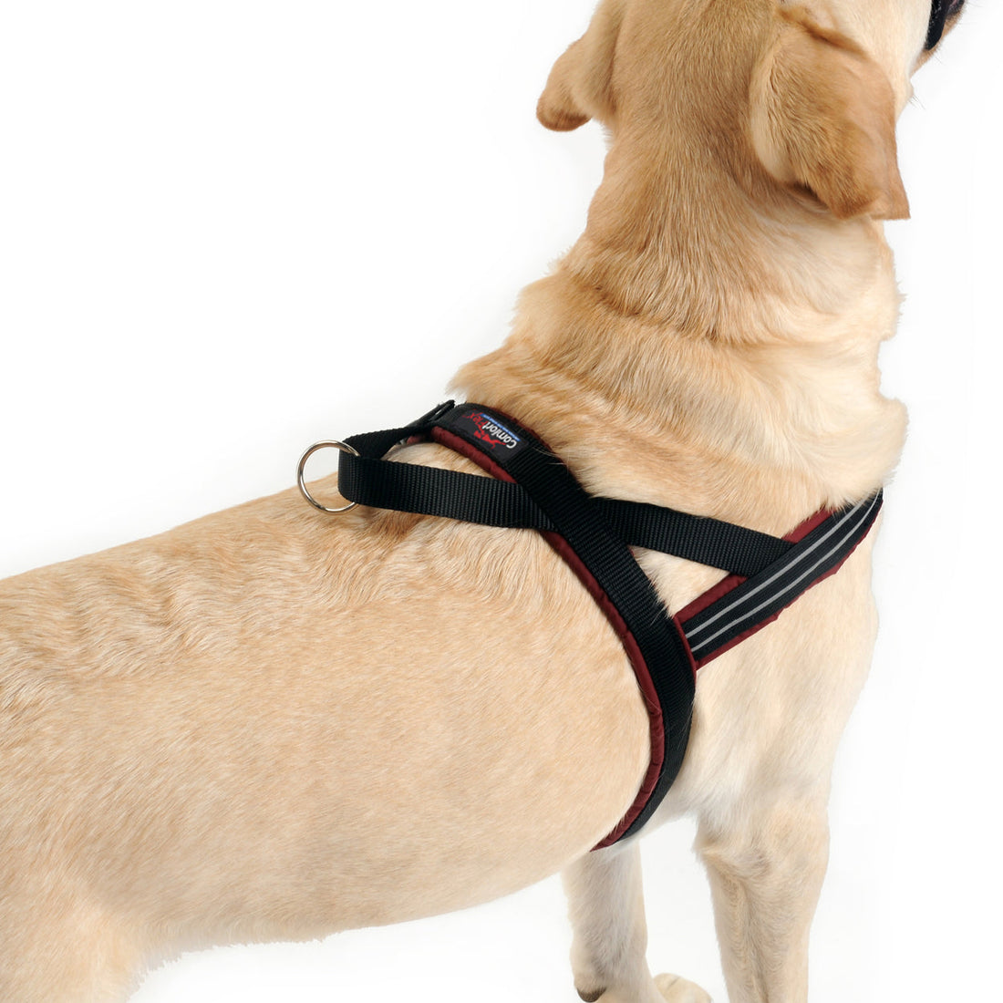 Senior Yellow Lab wearing a ComfortFlex harness and showing the floating ring leash attachment