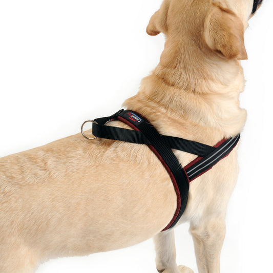 Senior Yellow Lab wearing a ComfortFlex harness and showing the floating ring leash attachment