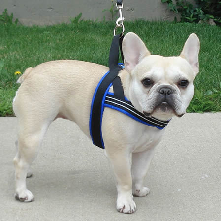 Small Frenchie wearing a blue ComfortFlex Sport Harness with a no-choke chest strap design to prevent neck trauma and tracheal collapse