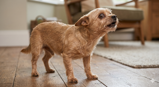 A small terrier-mix dog standing on a wooden floor with its neck extended and head tilted up in a classic orthopneic postur