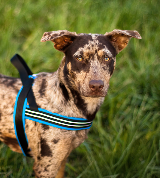 A Catahoula Leopard Dog with a mottled brown and tan coat standing in a grassy field. The dog is wearing a blue and black ComfortFlex Sport Harness, featuring a padded chest strap with reflective white stripes and an over-the-head, single-strap design.
