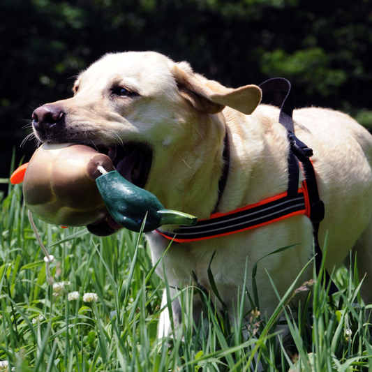 Lab with a ComfortFlex lightweight padded harness carrying a decoy during hunt competition