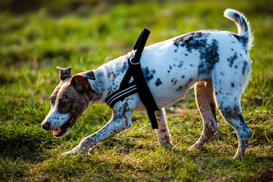 padded dog harness for unrestrictive scentwork and nosework 