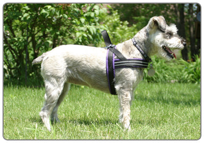Side view of a dog wearing a ComfortFlex Sport Harness illustrating the low-profile chest strap placement below the trachea and over the prosternum.