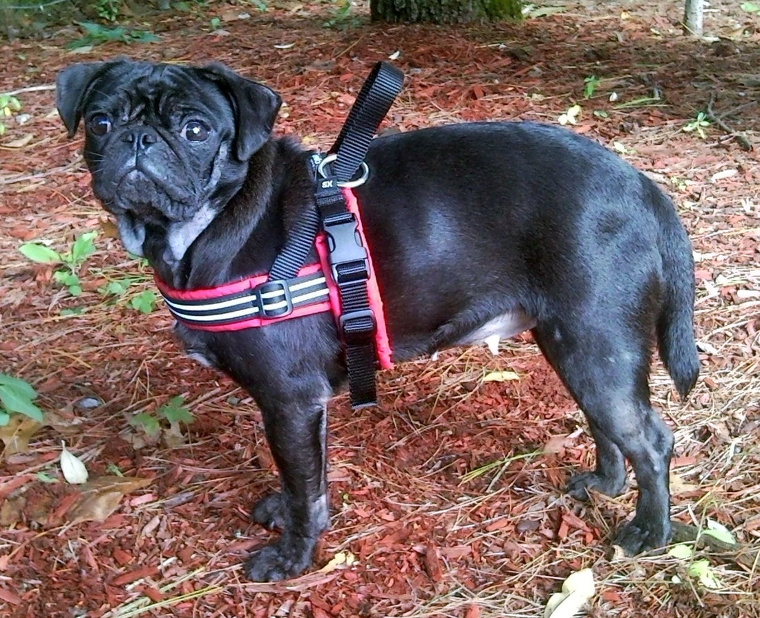 Black Pug wearing a red ComfortFlex Sport Harness showing proper low-profile fit on a broad chest.
