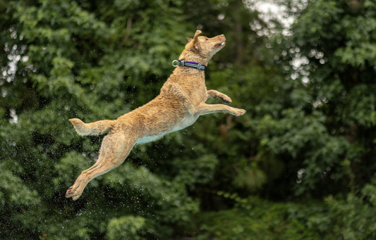 A tan, wet athletic dog mid-air during a dock diving jump against a blurred green forest background, wearing a purple and black striped ComfortFlex limited-slip collar.