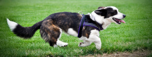 dog in a ComfortFlex padded harness practicing for Agility competition. The harnesses quick release feature is ideal  for fast removal before runs