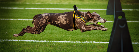 "A high-energy flyball dog in full extension wearing a black and yellow ComfortFlex sport harness, demonstrating the anatomic offset that prevents front-leg chafing during athletic movement."