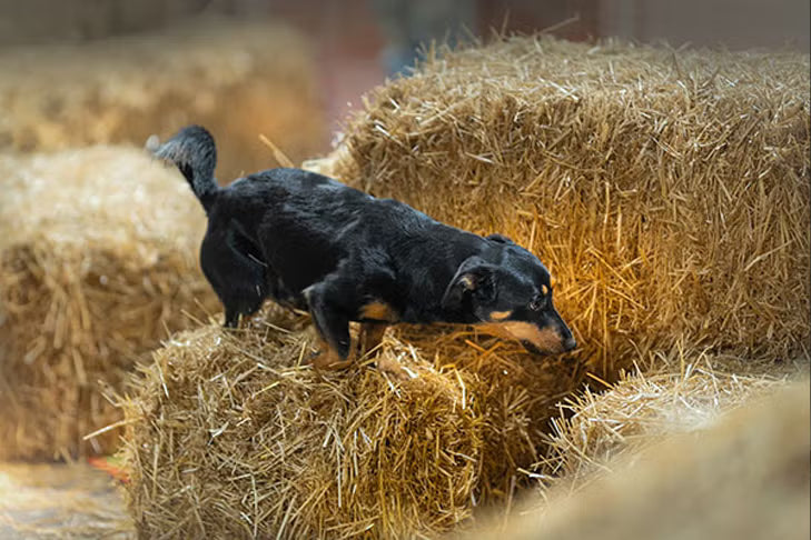 Barn Hunt dog sport course construction using hay bales to create tunnels, climbs, and hiding spots for scent tubes.