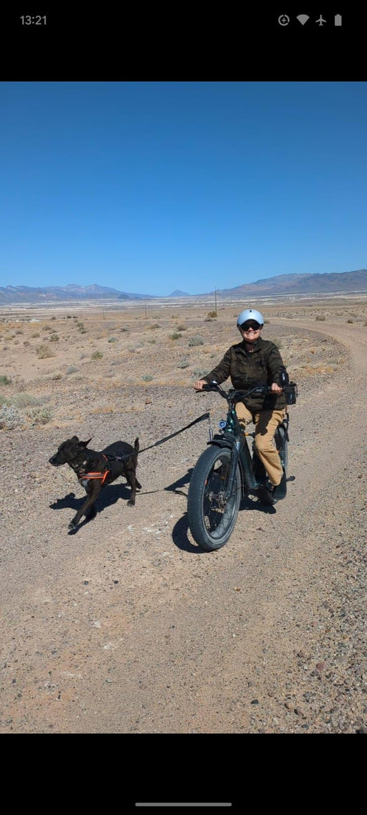 Black dog in a high-visibility ComfortFlex Sport Harness pulling a cyclist on a desert trail, demonstrating ergonomic gear for bikejoring and high-velocity dog sports.