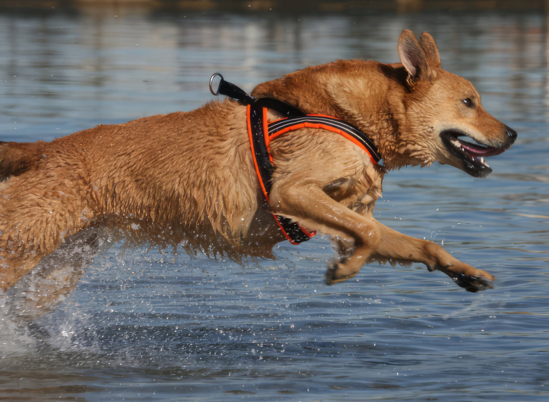 A wet dog in full stride wearing an orange ComfortFlex Sport Harness, demonstrating unrestricted shoulder movement and chest padding while running through water.