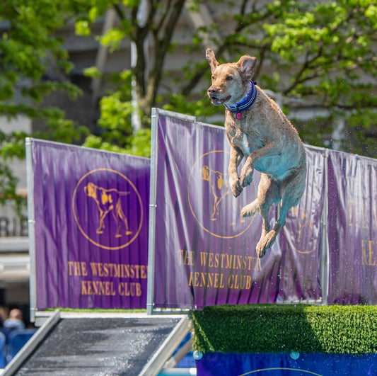 dog with a ComfortFlex waterproof collar flying mid air during AKC Dock Diving event