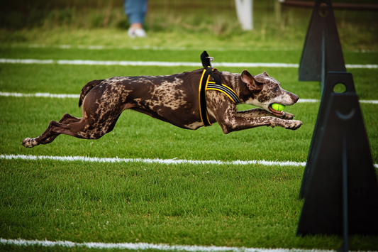 brown and white dog in a ComfortFlex harness midair with ball in mouth during flyball race