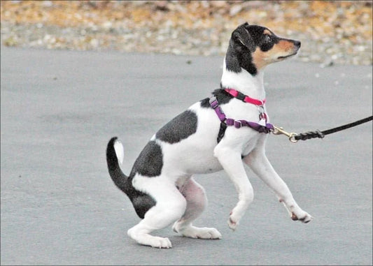 A small black and white dog pulling on a purple front-clip harness, showing a distorted posture. The leash tension from the front D-ring causes the dog to crouch and shift its weight unnaturally to its hindquarters, illustrating gait restriction.