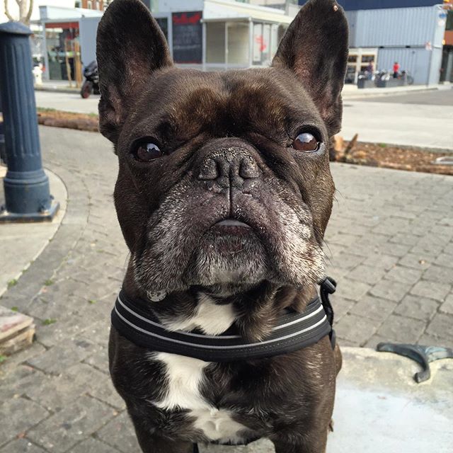 French Bulldog wearing a blue ComfortFlex Sport Harness on a walk, showing non-restrictive shoulder movement and tracheal safety.