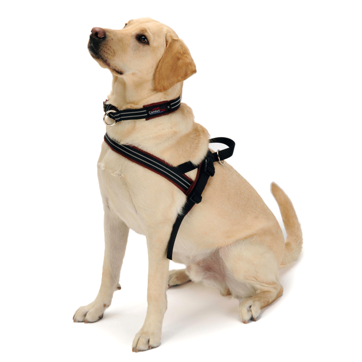 American Made No-Choke, No-Chafe Dog Harness | ComfortFlex Sport