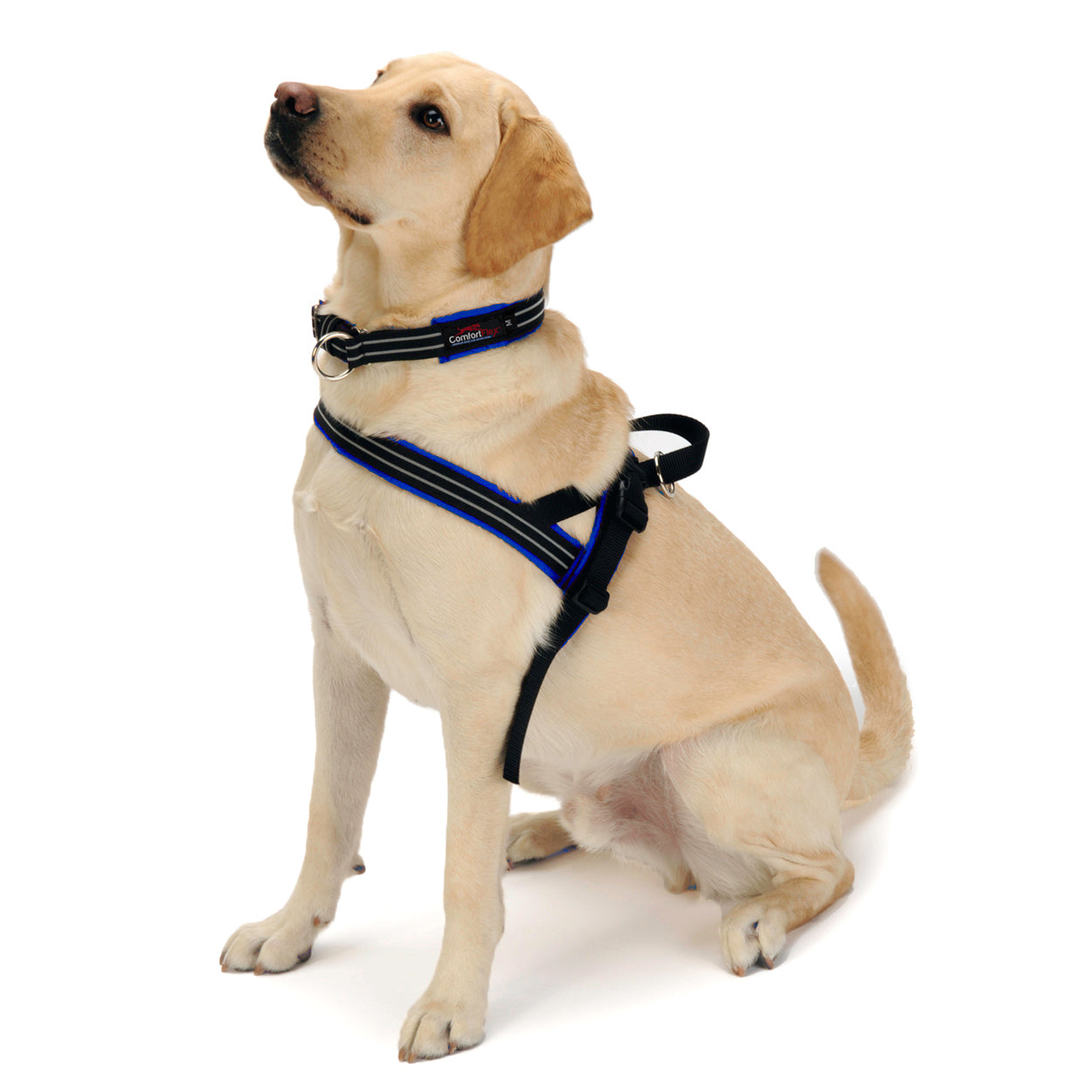 dog wearing a navy blue mariner escape proof collar and dog harness with handle
