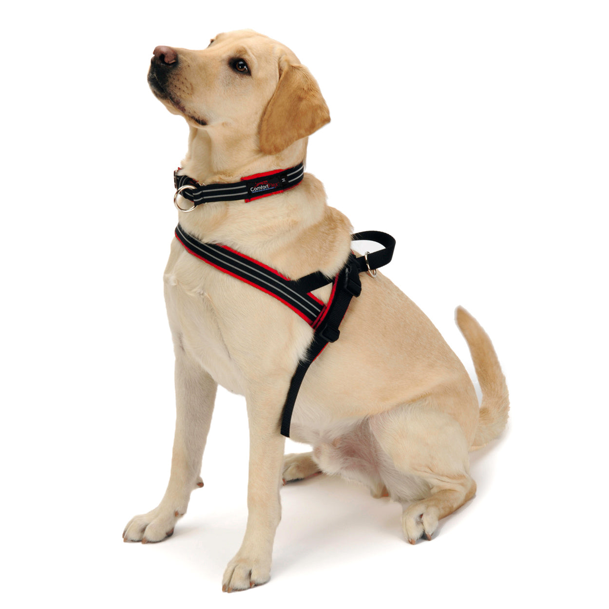 red limited slip collar with matching non chafings dog harness