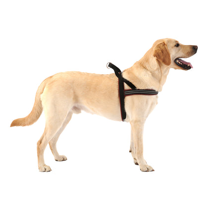 Labrador Retriever wearing Cmfort Flex brown fully padded no rub dog harness