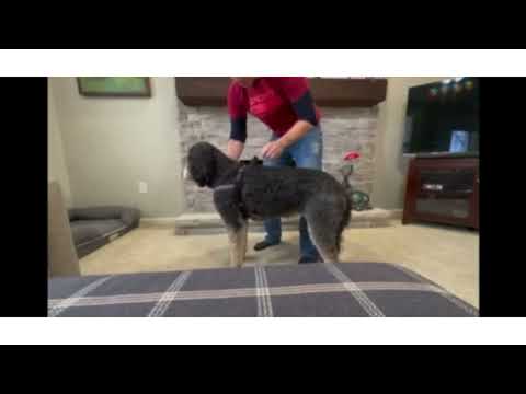 ComfortFlex Sport Harness review video showing the harness being put on a dog